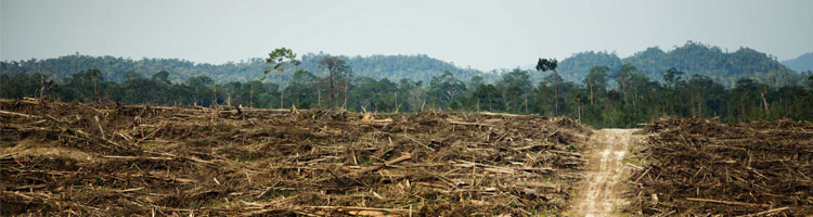 https://www.flickr.com/photos/rainforestactionnetwork/5551935164